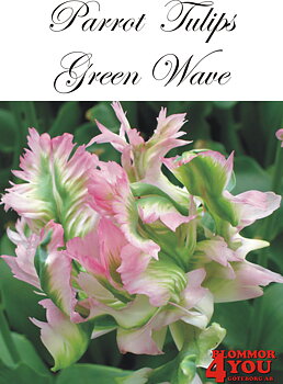 80410  GREEN WAVE PAPEGOJTULPAN