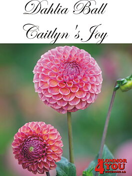 Dahlia      Caitlyns Joy