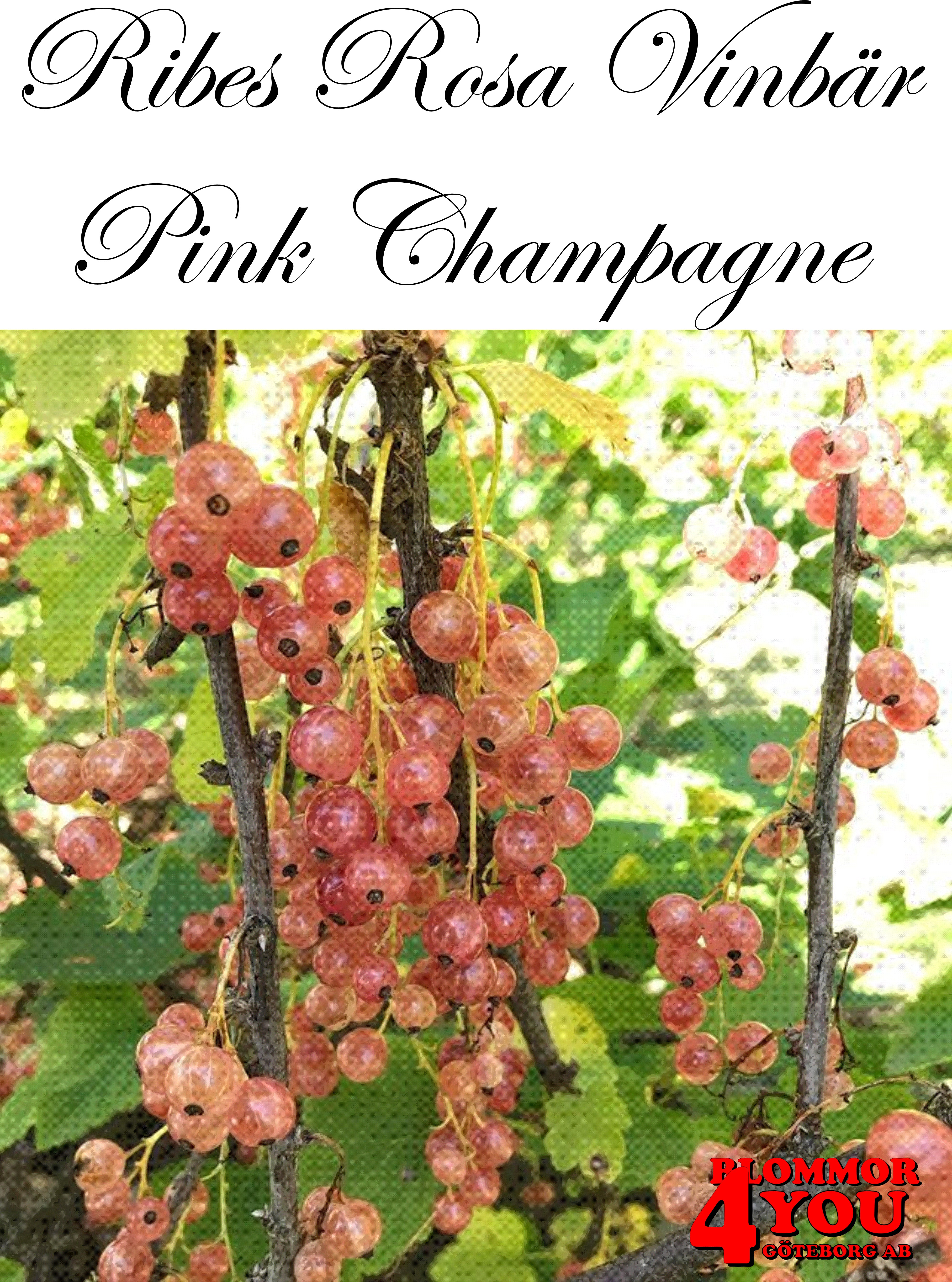 Ribes (Röda Vinbär) Pink Champagne (EPS-cert) Busk C3,5