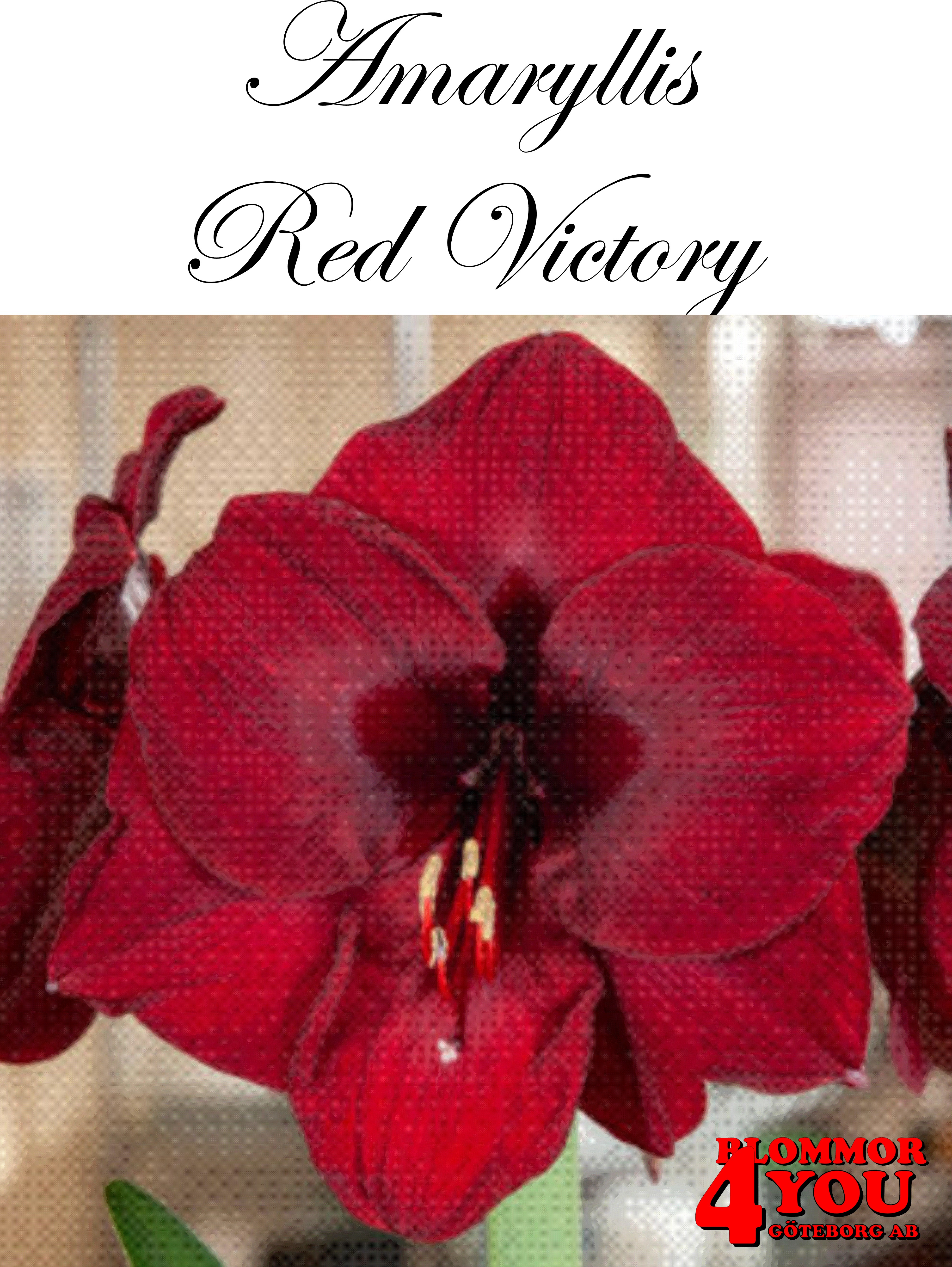 7526  Amaryllis  Superjumbo Red Victory  Lökstorlek: 38/40