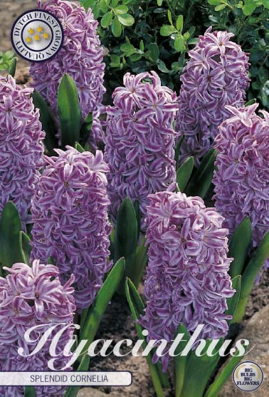83040  HYACINT  SPLENDID CORNELIA