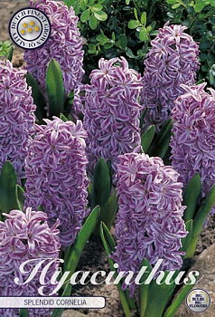83040  HYACINT  SPLENDID CORNELIA