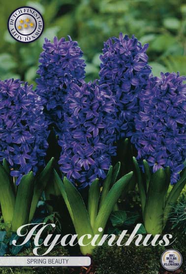 83045  HYACINT  SPRING FIELD