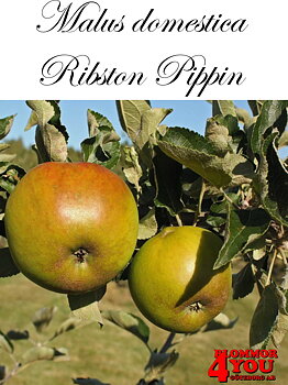 Äpple M.dom Ribston Pippin (CAC) A2   Stam 2-års A-kv Co/Pack Co