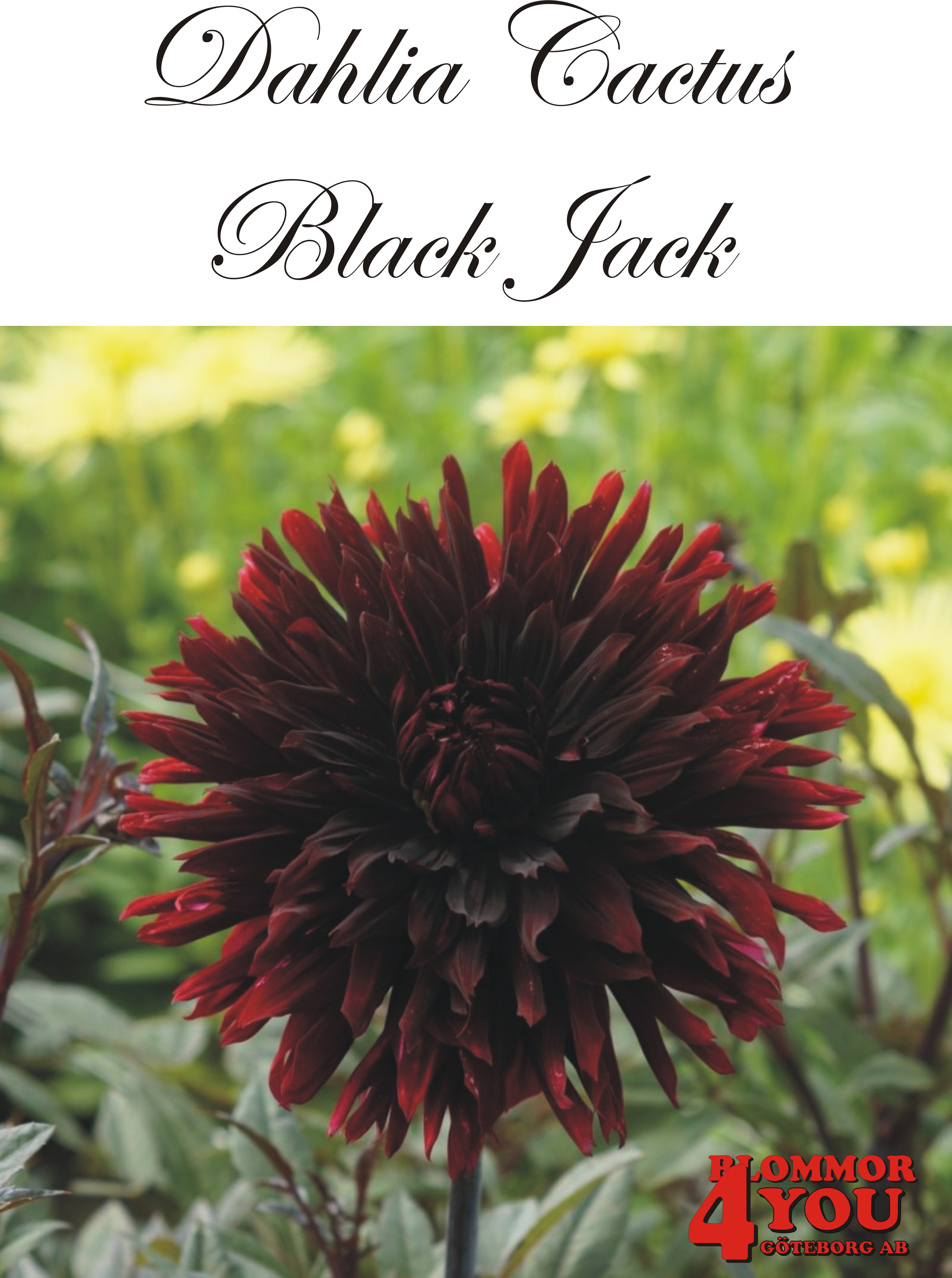 Dahlia Black Jack