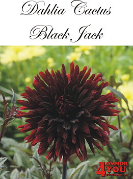 Dahlia Black Jack