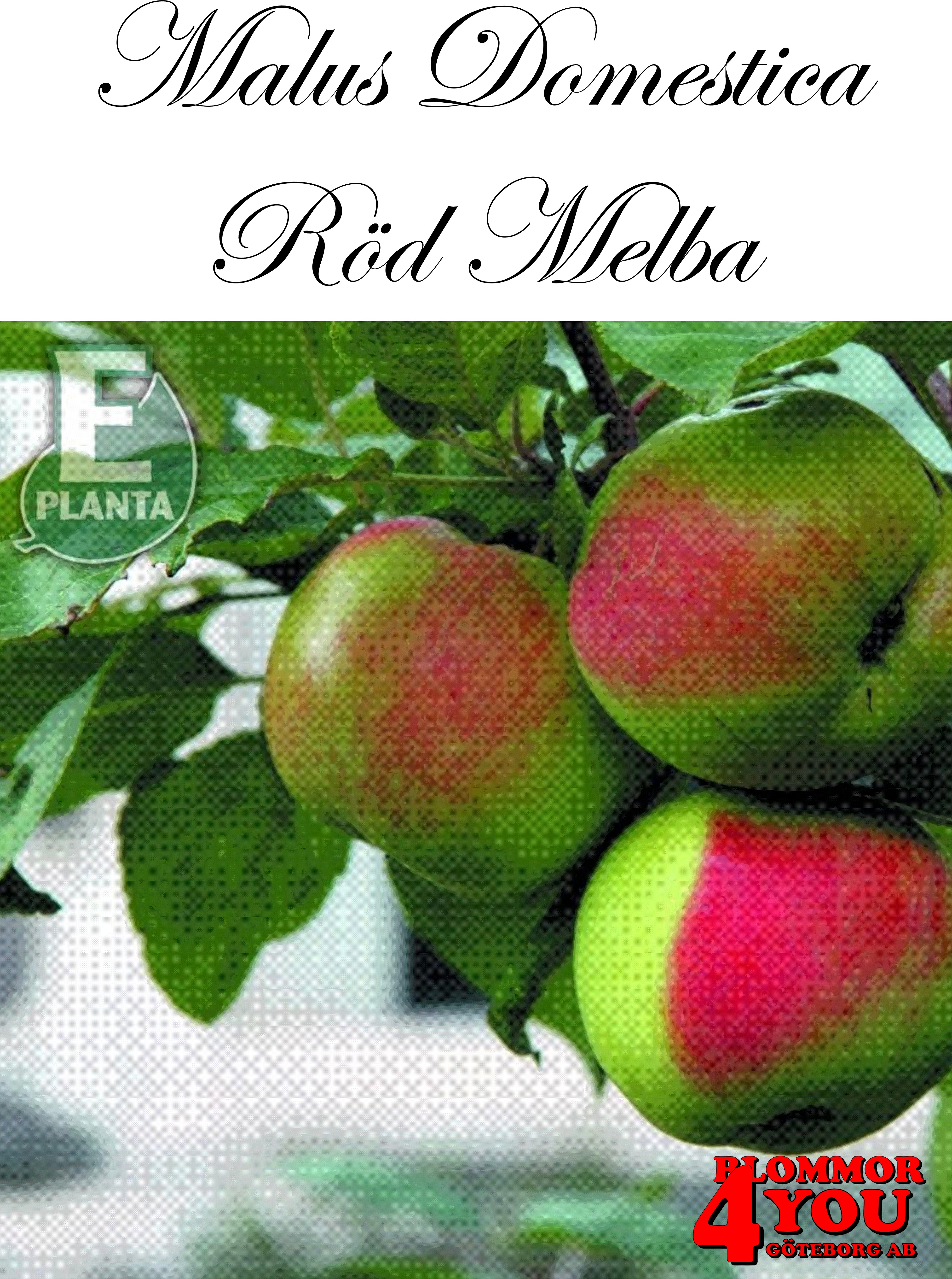 Äpple M.dom Röd Melba E A2   Stam 2-års A-kv Co/Pack Co