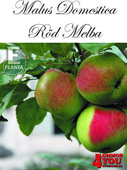 Äpple M.dom Röd Melba E A2   Stam 2-års A-kv Co/Pack Co