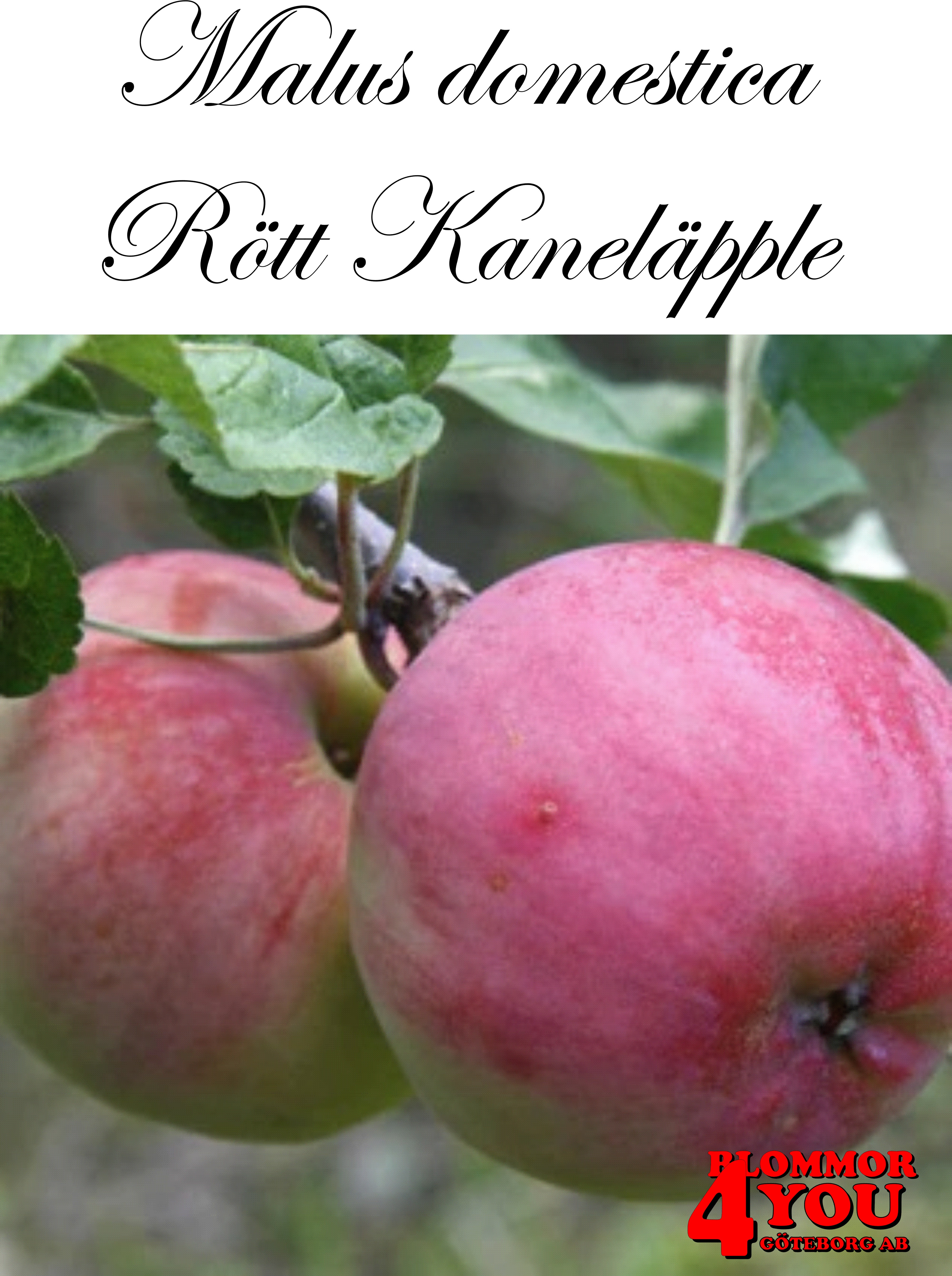 Äpple M.dom Rött Kaneläpple (CAC) A2   Stam 2-års A-kv Co/Pack Co