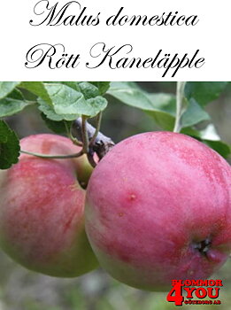 Äpple M.dom Rött Kaneläpple (CAC) A2   Stam 2-års A-kv Co/Pack Co