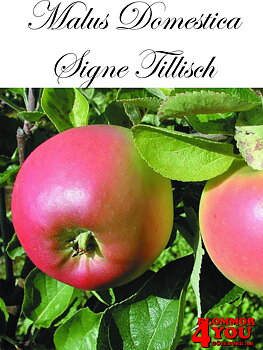 Äpple M.dom Signe Tillisch (cert) A2   Stam 2-års A-kv Co/Pack Co