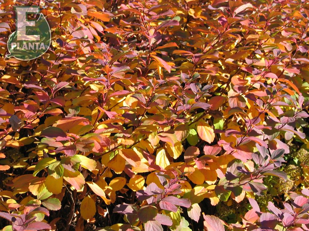 Spiraea betulifolia Tor E   Häck 0/1/1 20-30 cm - 4