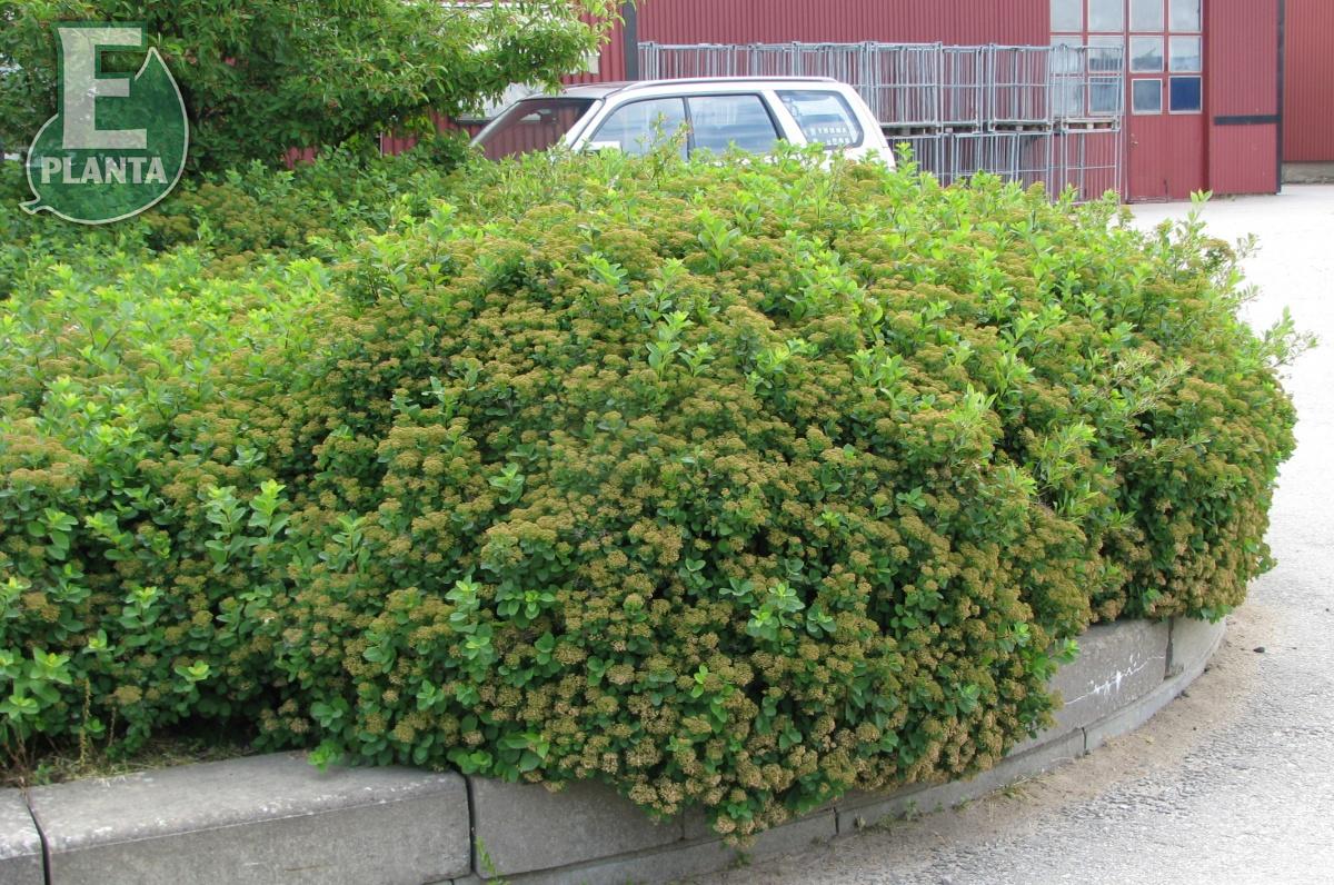 Spiraea betulifolia Tor E   Häck 0/1/1 20-30 cm - 5