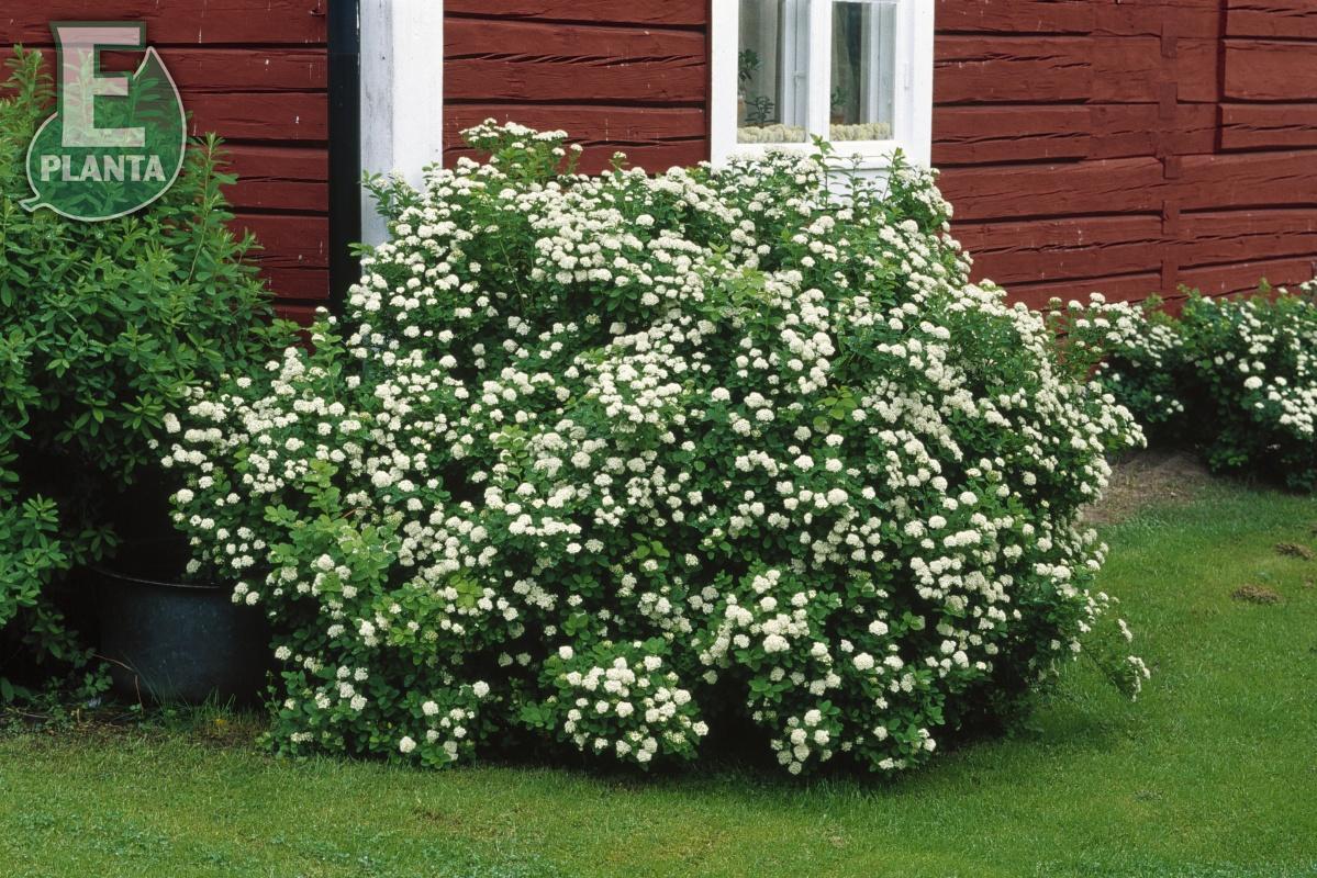Spiraea betulifolia Tor E   Häck 0/1/1 20-30 cm - 3