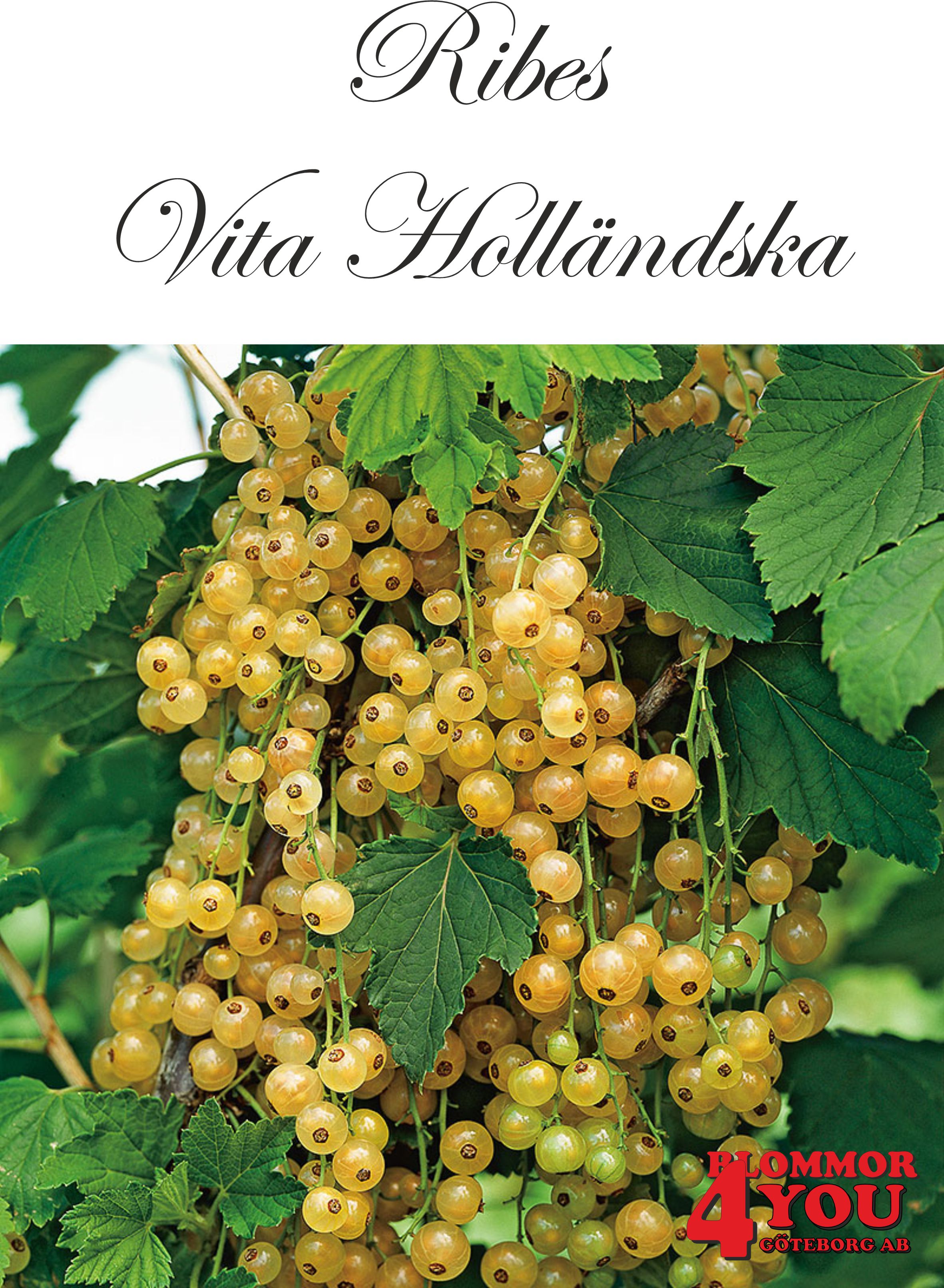 Ribes (Vita Vinbär) Vita Holländska (CAC) Stam Co - 2