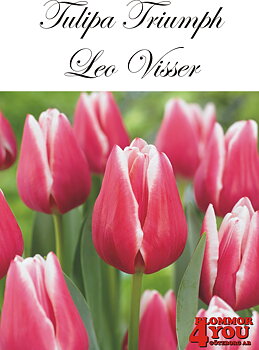 80195  LEO VISSER      TRIUMPHTULPAN