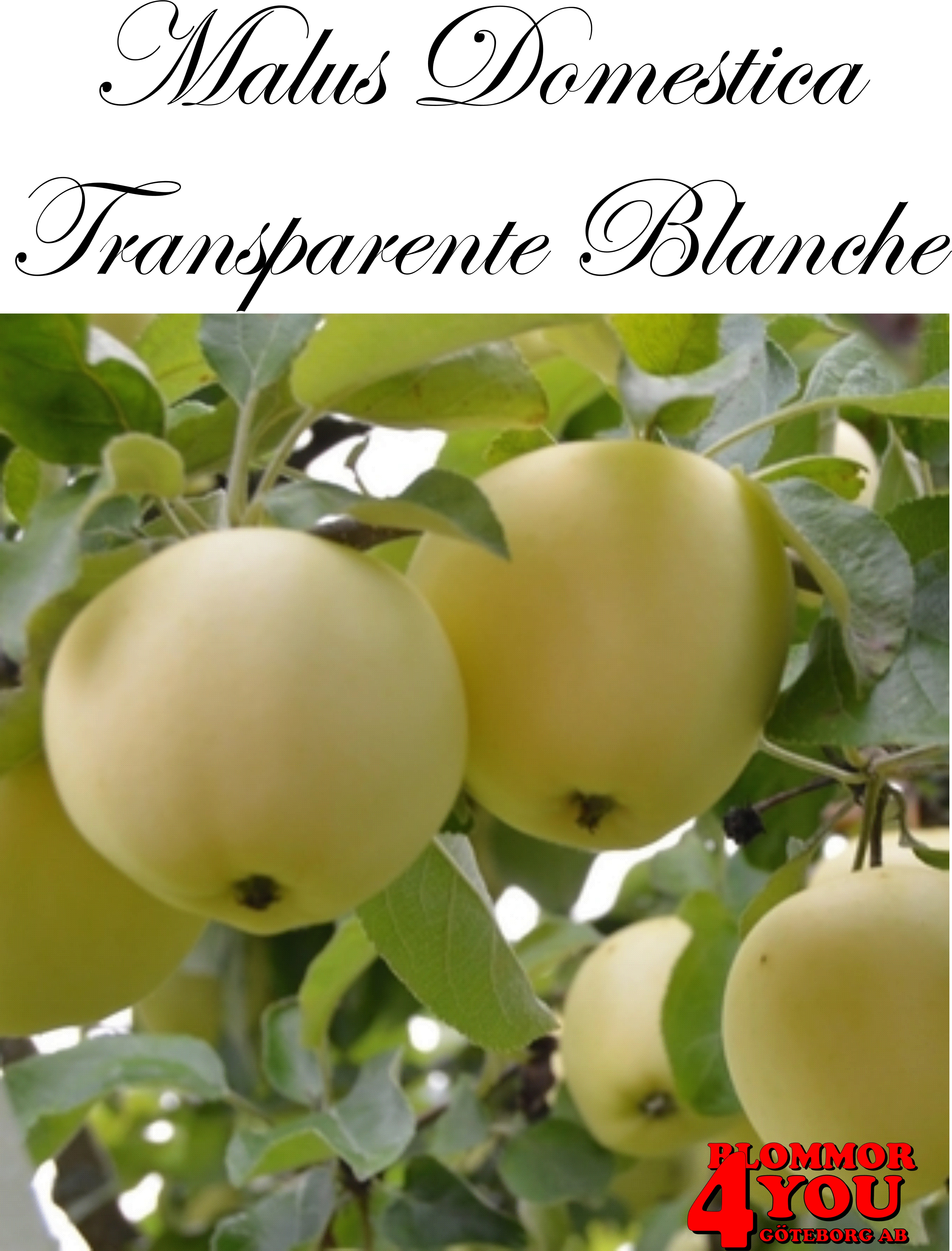Äpple M.dom Transparente Blanche (cert) A2   Stam 2-års A-kv Co/Pack Co