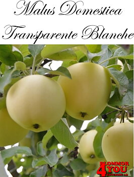 Äpple M.dom Transparente Blanche (cert) A2   Stam 2-års A-kv Co/Pack Co