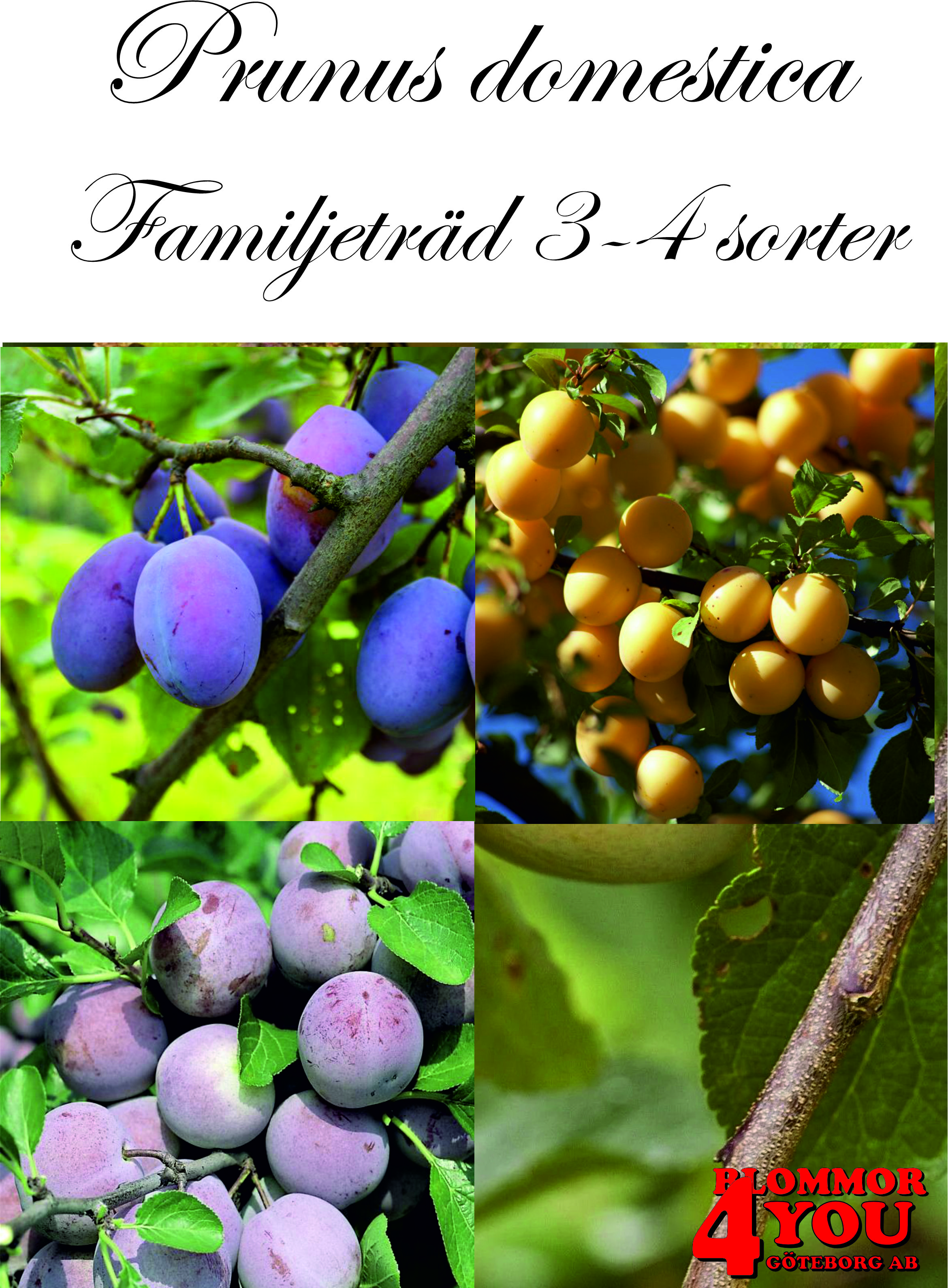 Plommon familjeträd 3 sorter (CAC) P.cer    Fam.träd 3-års Co