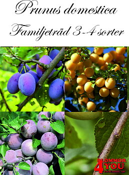 Plommon familjeträd 3 sorter (CAC) P.cer    Fam.träd 3-års Co