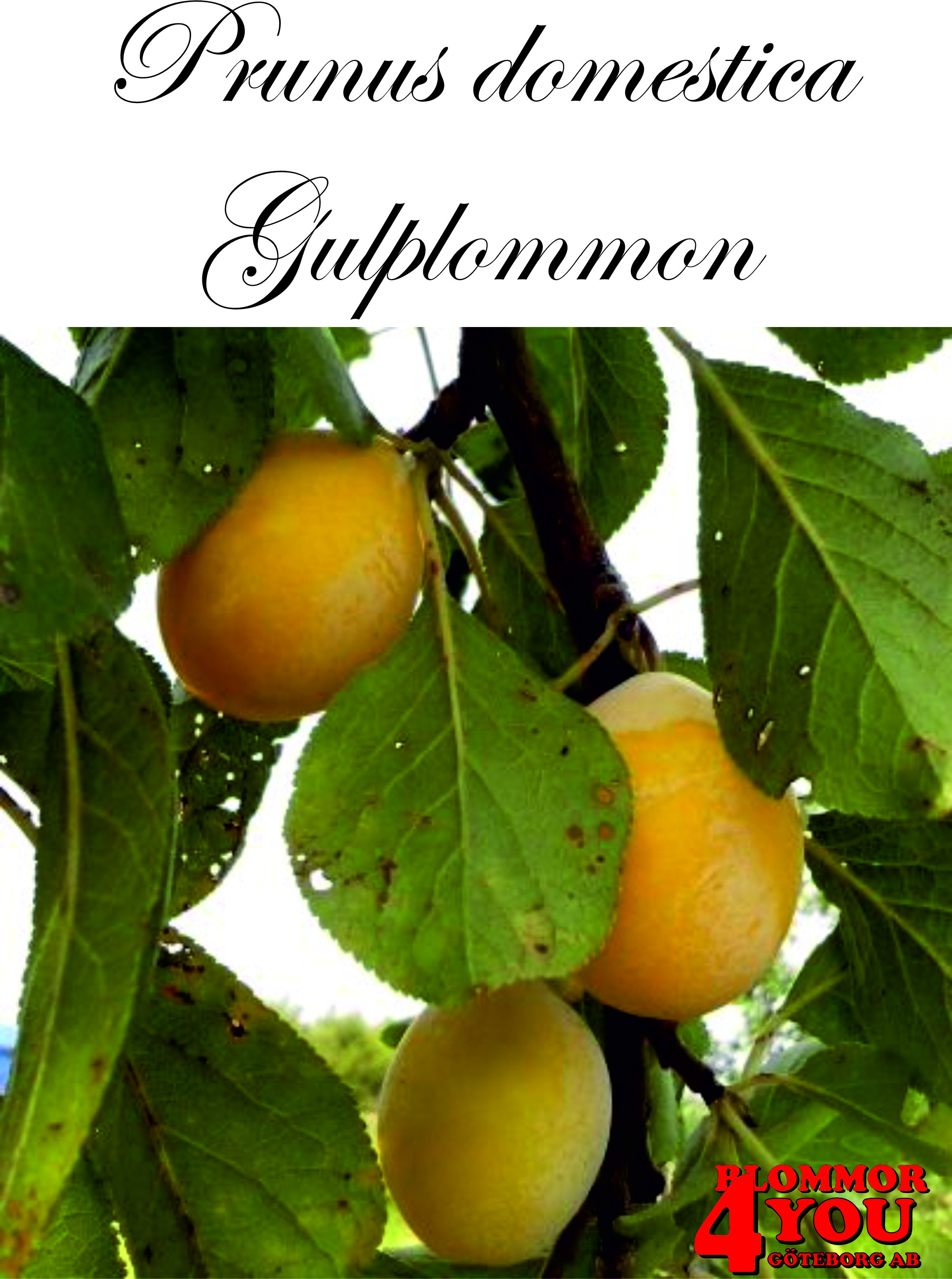 Plommon P.dom Allmänt Gulplommon (CAC) P.cer    Stam 2-års A-kv Co.