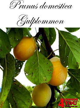 Plommon P.dom Allmänt Gulplommon (CAC) P.cer    Stam 2-års A-kv Co.