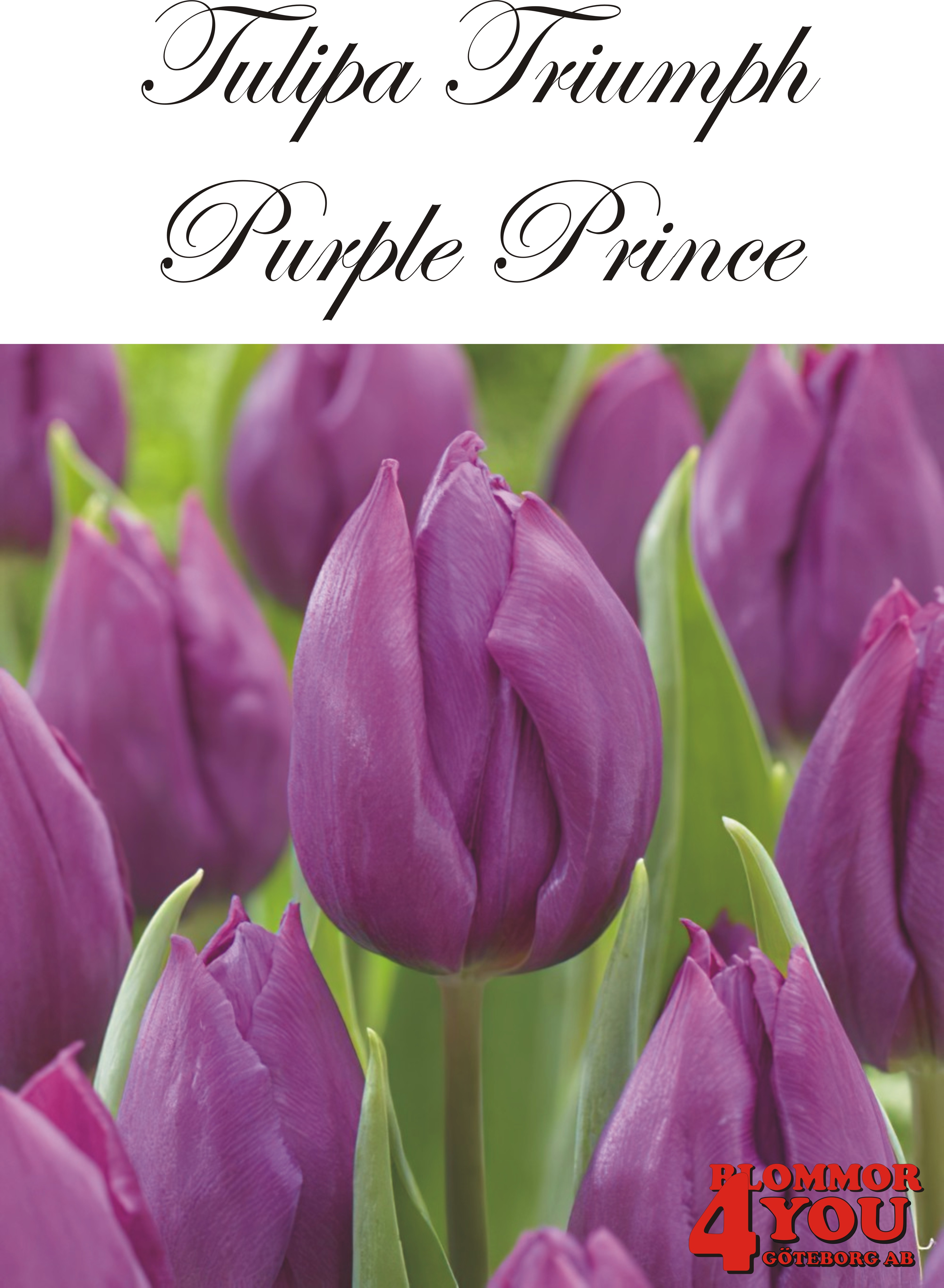 80230  PURPLE PRINCE      TRIUMPHTULPAN