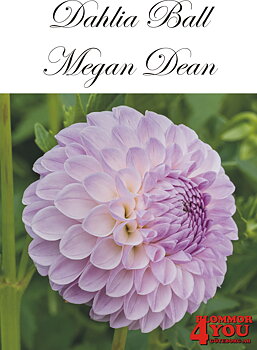 Bolldahlia  Megan Dean