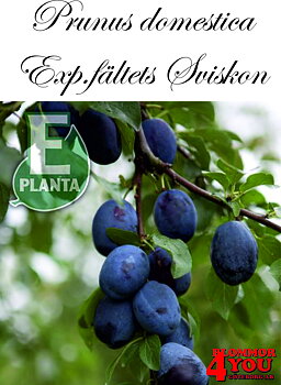 Plommon P.dom Exp.fältets Sviskon E P.cer    Stam 2-års A-kv Co.