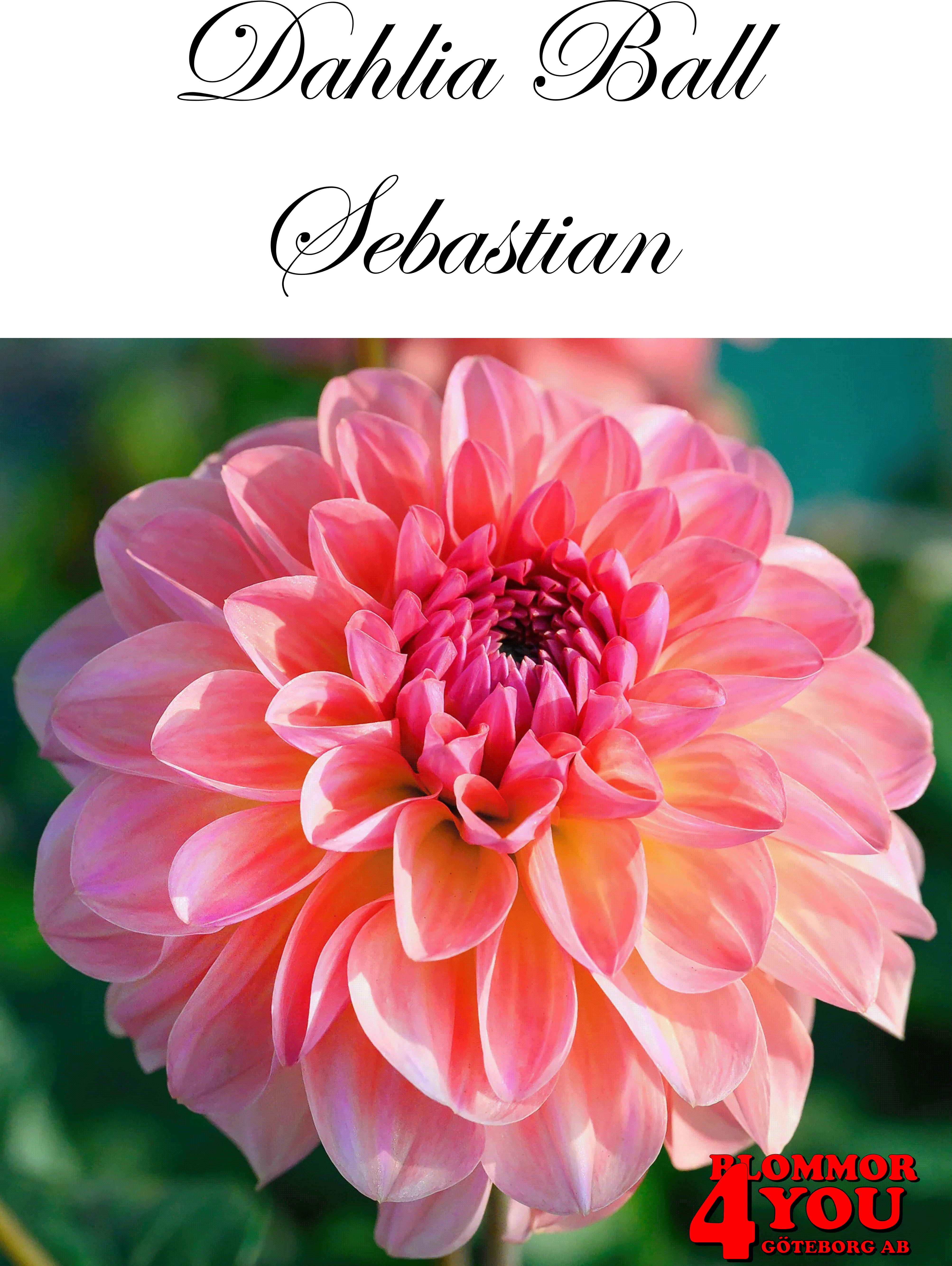 Dahlia      Sebastian