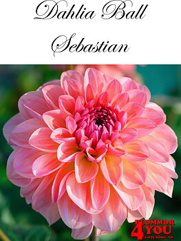 Dahlia      Sebastian