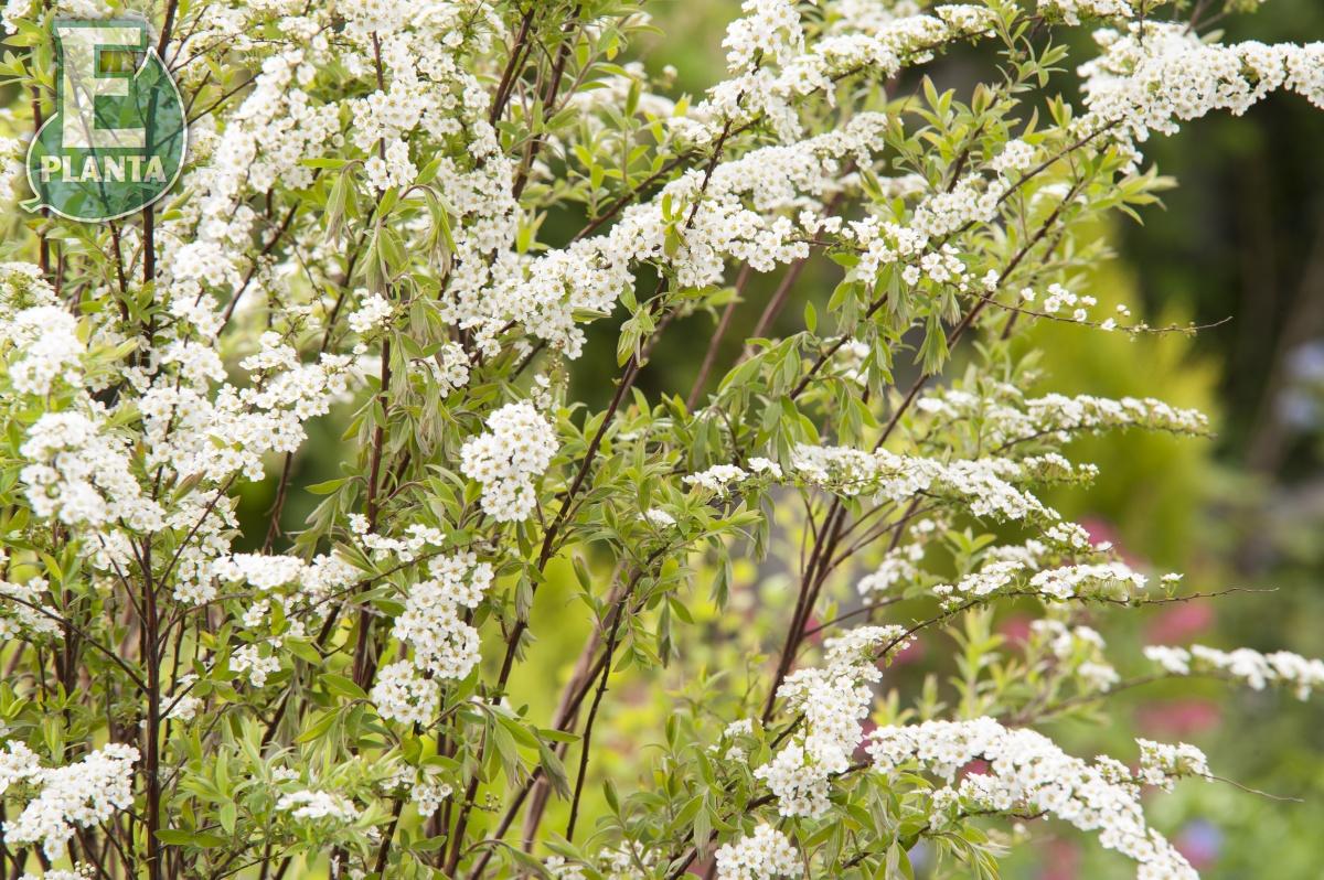 Spiraea  cinerea Grefsheim E Häck 0/1/1 30-50 Cm - 5