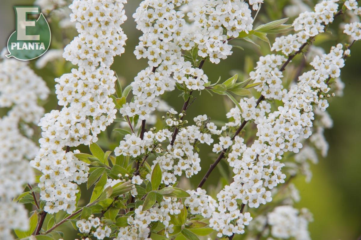 Spiraea  cinerea Grefsheim E Häck 0/1/1 30-50 Cm - 4