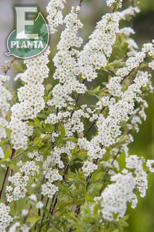 Spiraea  cinerea Grefsheim E Häck 0/1/1 30-50 Cm - 3