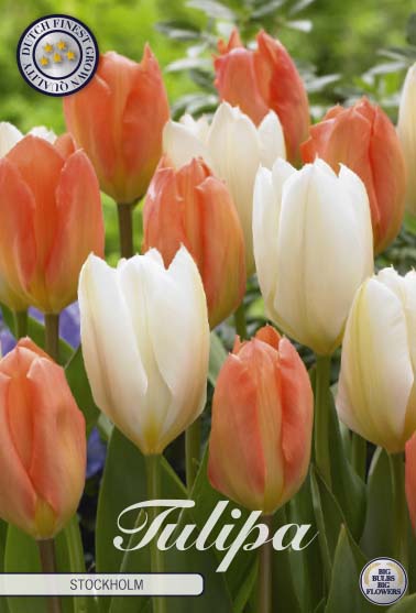 81150   STOCKHOLM       GARDENMIX TULPAN