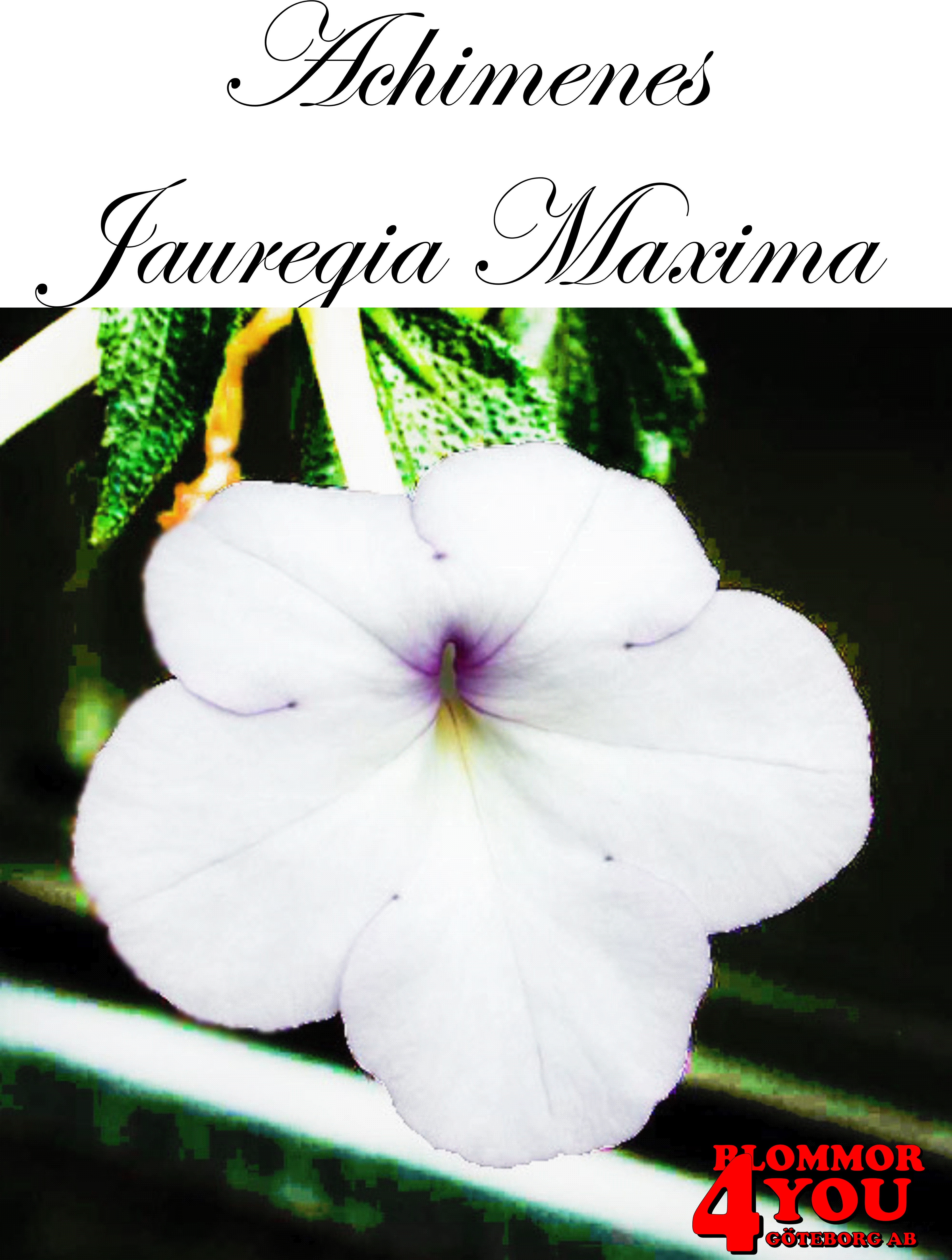 Femöring   Achimenes   Jauregia Maxima  10-pack