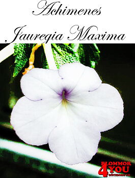 Femöring   Achimenes   Jauregia Maxima  10-pack