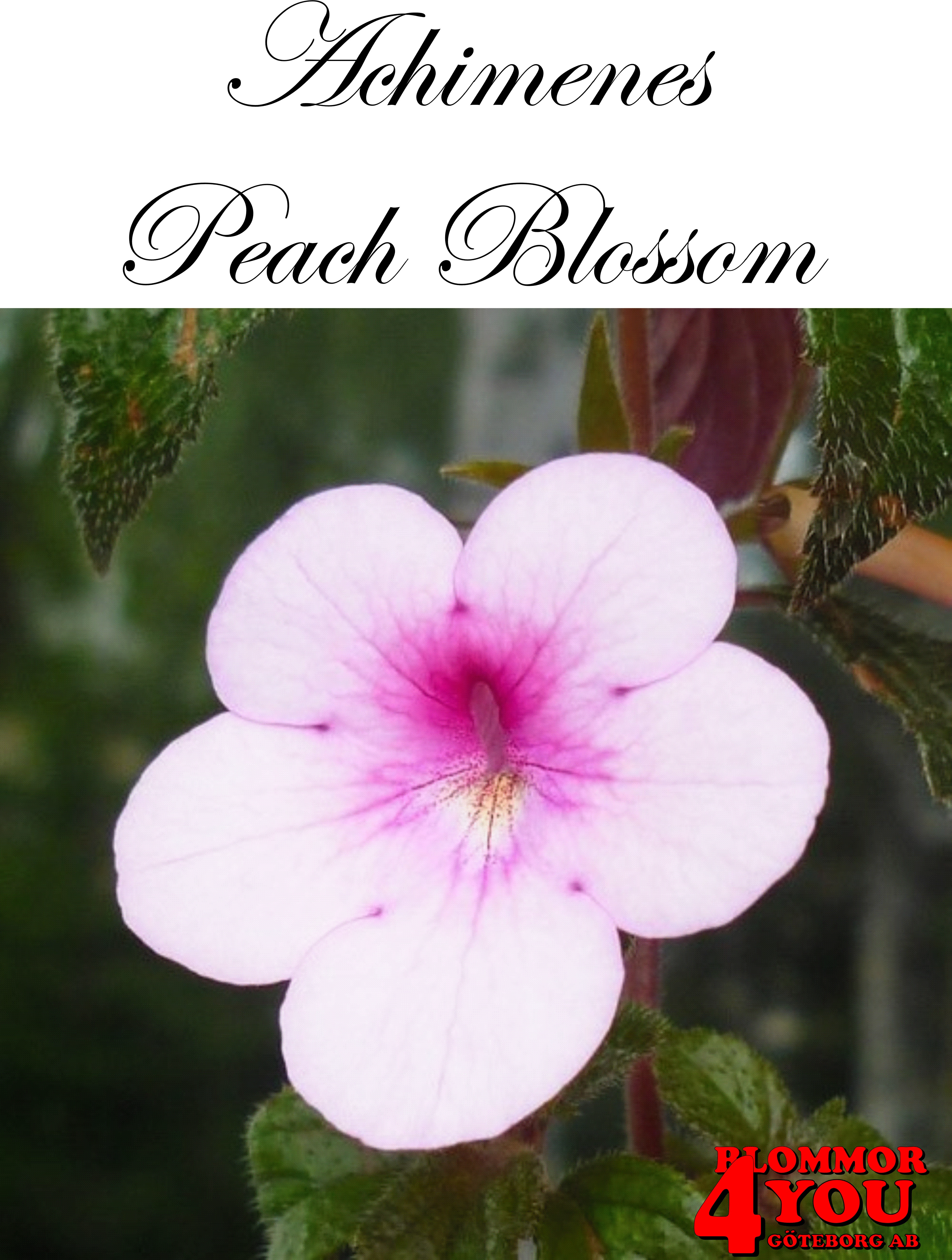 Femöring   Achimenes   Peach Blossom  10-pack
