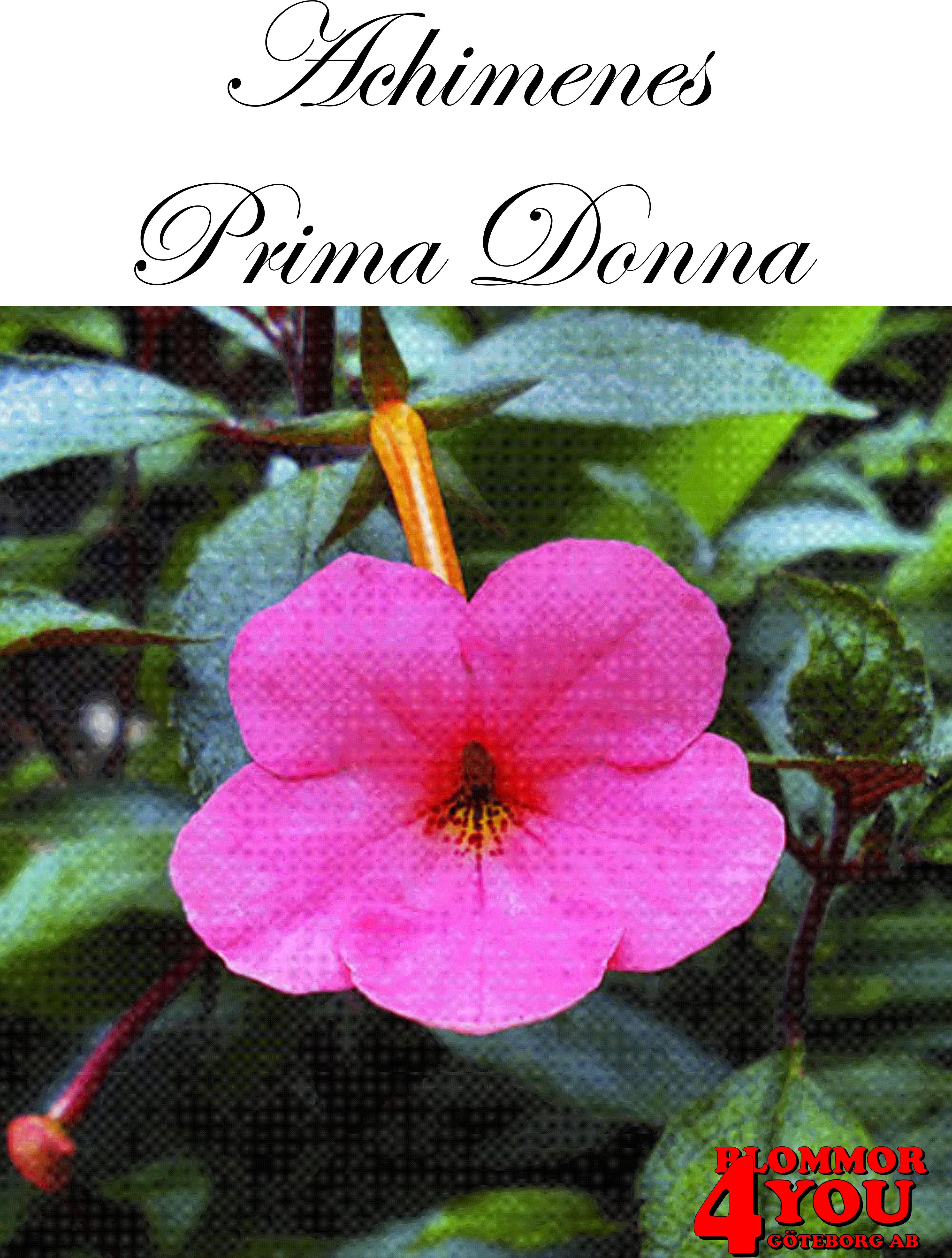 Femöring   Achimenes   Prima Donna  10-pack