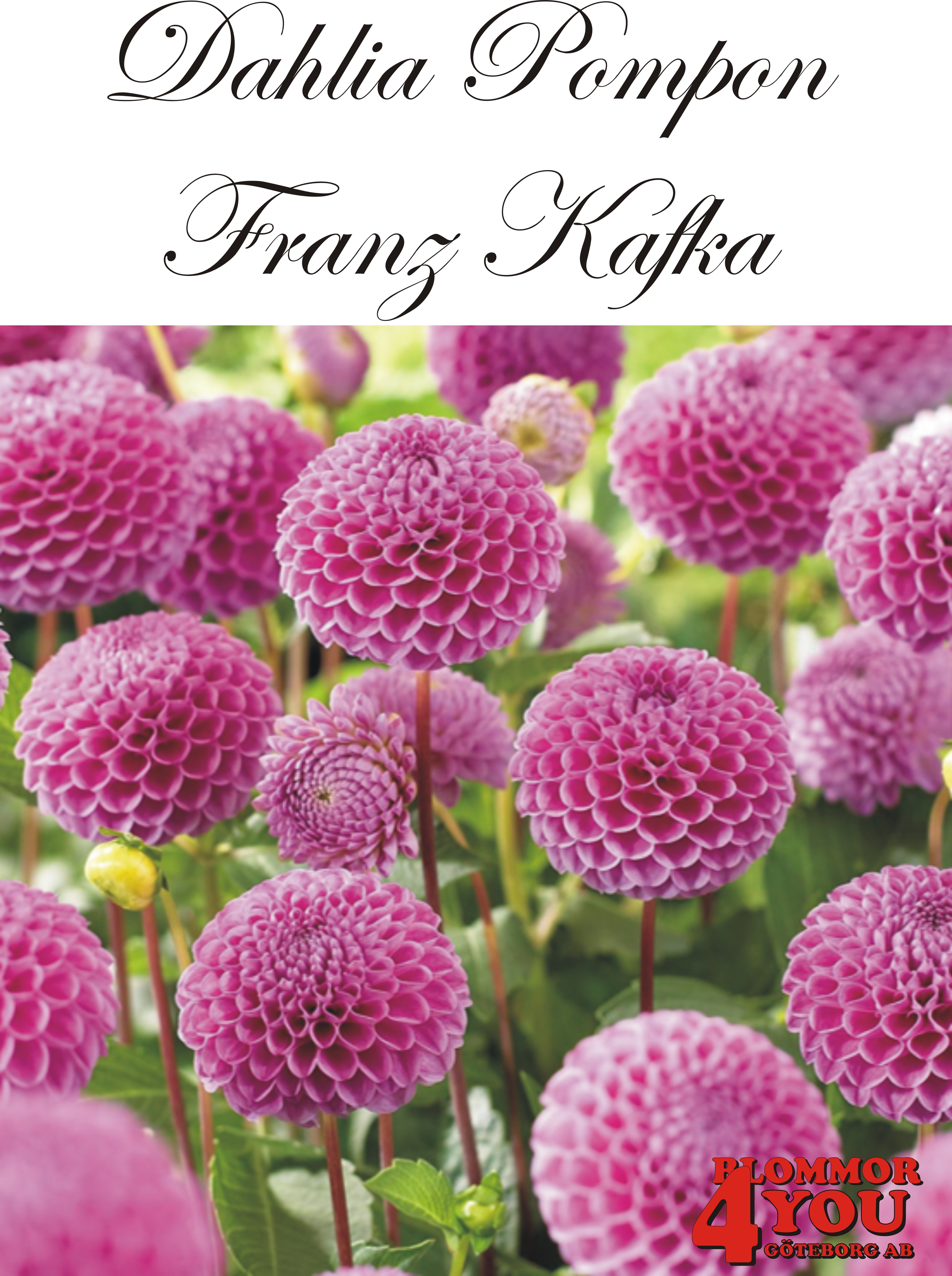 Dahlia Franz Kafka