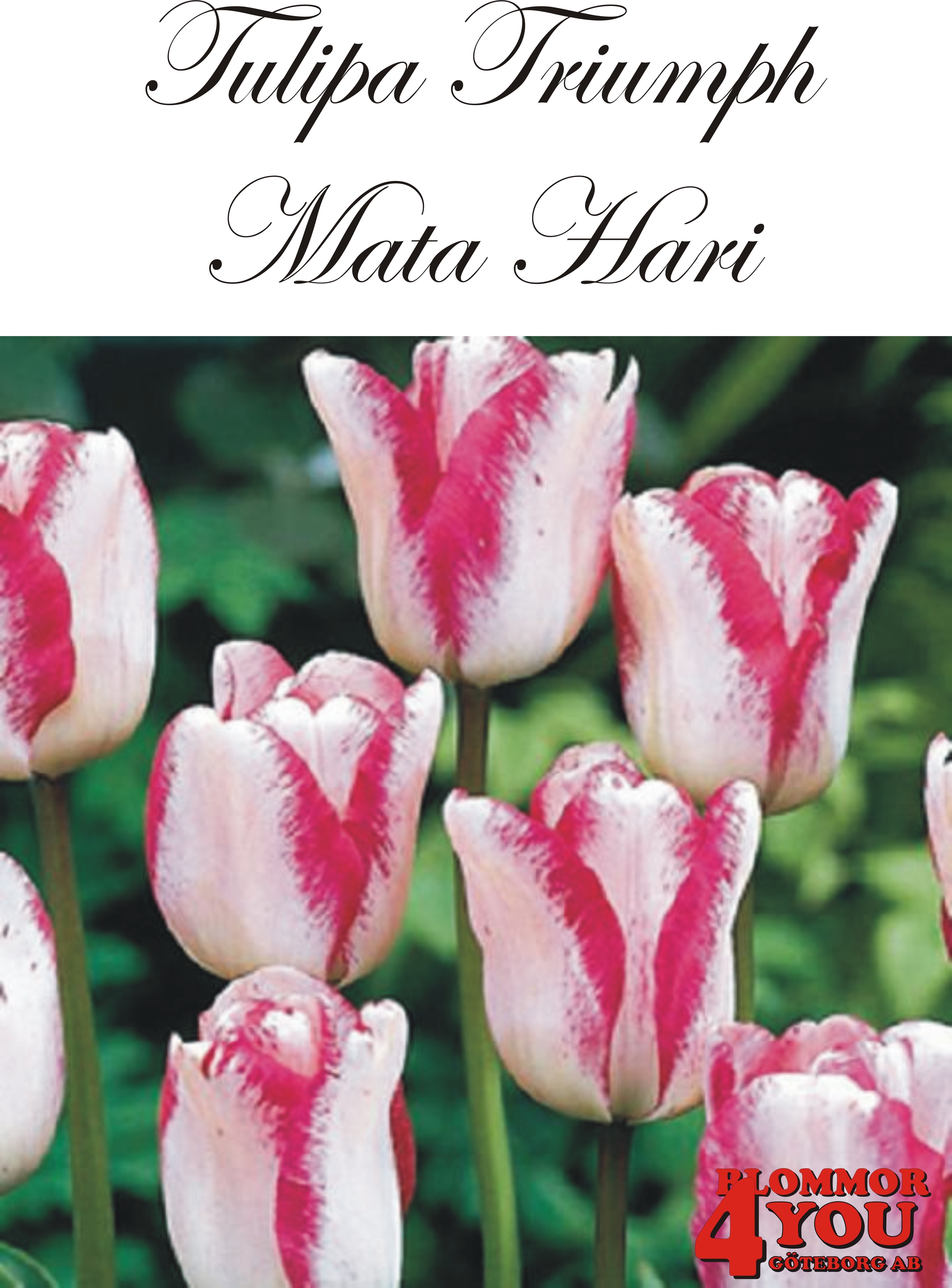 80200  MATA HARI      TRIUMPHTULPAN