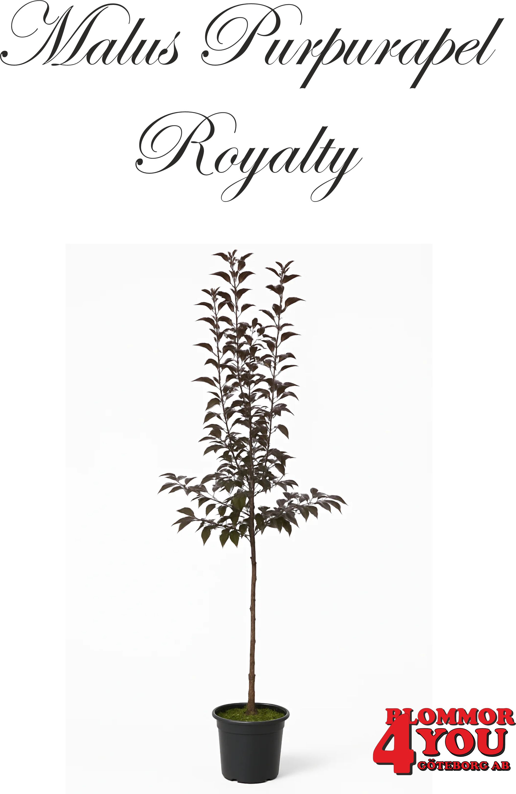 Malus (Purpurapel) Royalty  Sh 100-120 Co - 2