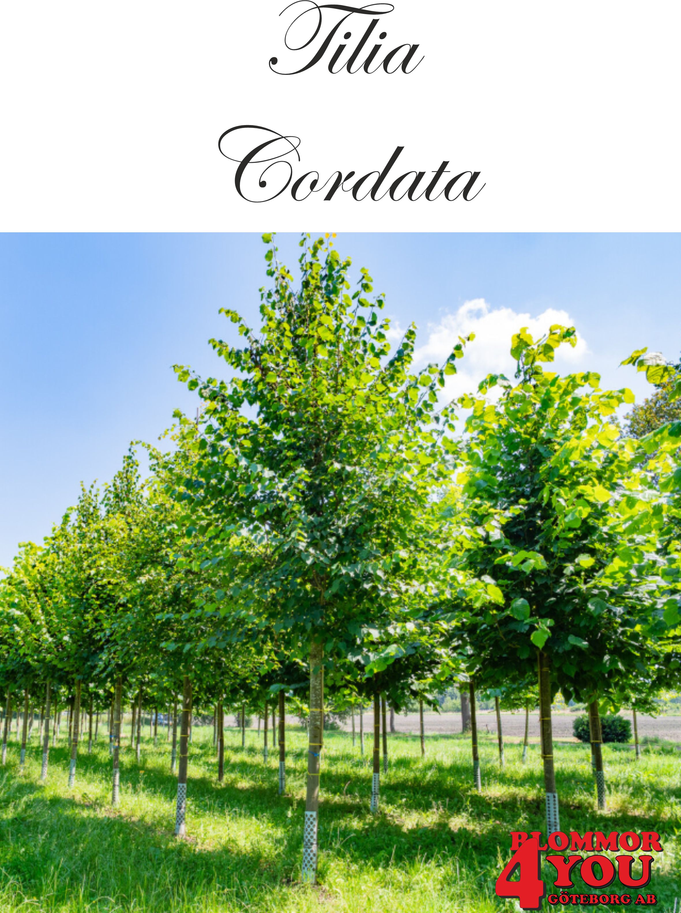 Tilia cordata Utr 200-250 Co &nbsp;/ zon&nbsp;1-5
