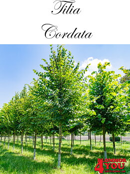 Tilia cordata Utr 200-250 Co &nbsp;/ zon&nbsp;1-5