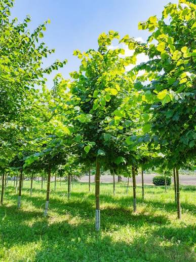 Tilia cordata Utr 200-250 Co &nbsp;/ zon&nbsp;1-5 - 3