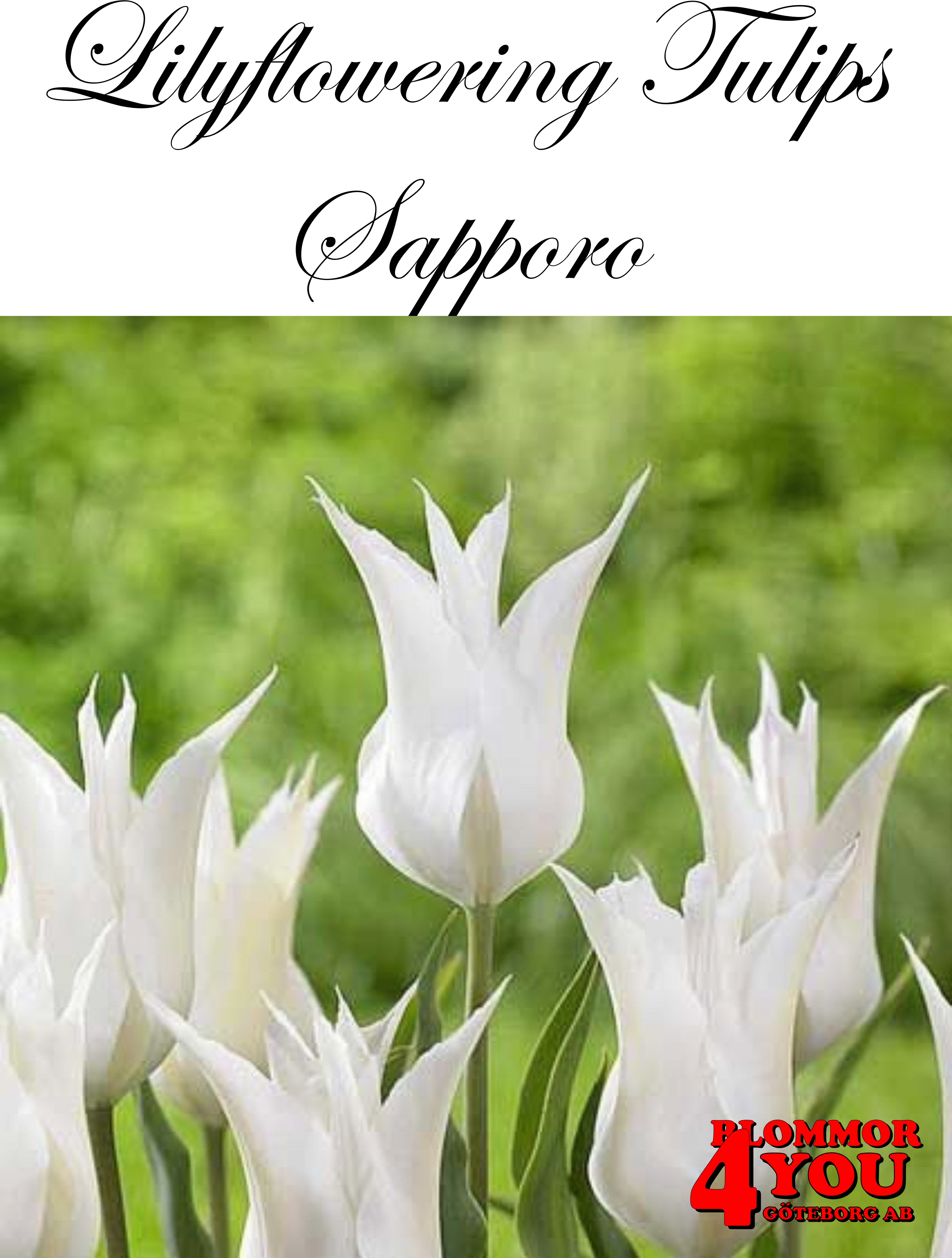 80894 SAPPORO  LILJEBLOMMANDE   TULPAN