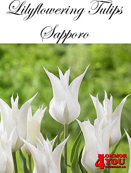 80894 SAPPORO  LILJEBLOMMANDE   TULPAN