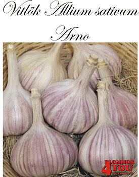 Vitlök   Allium sativum  ARNO   55/+