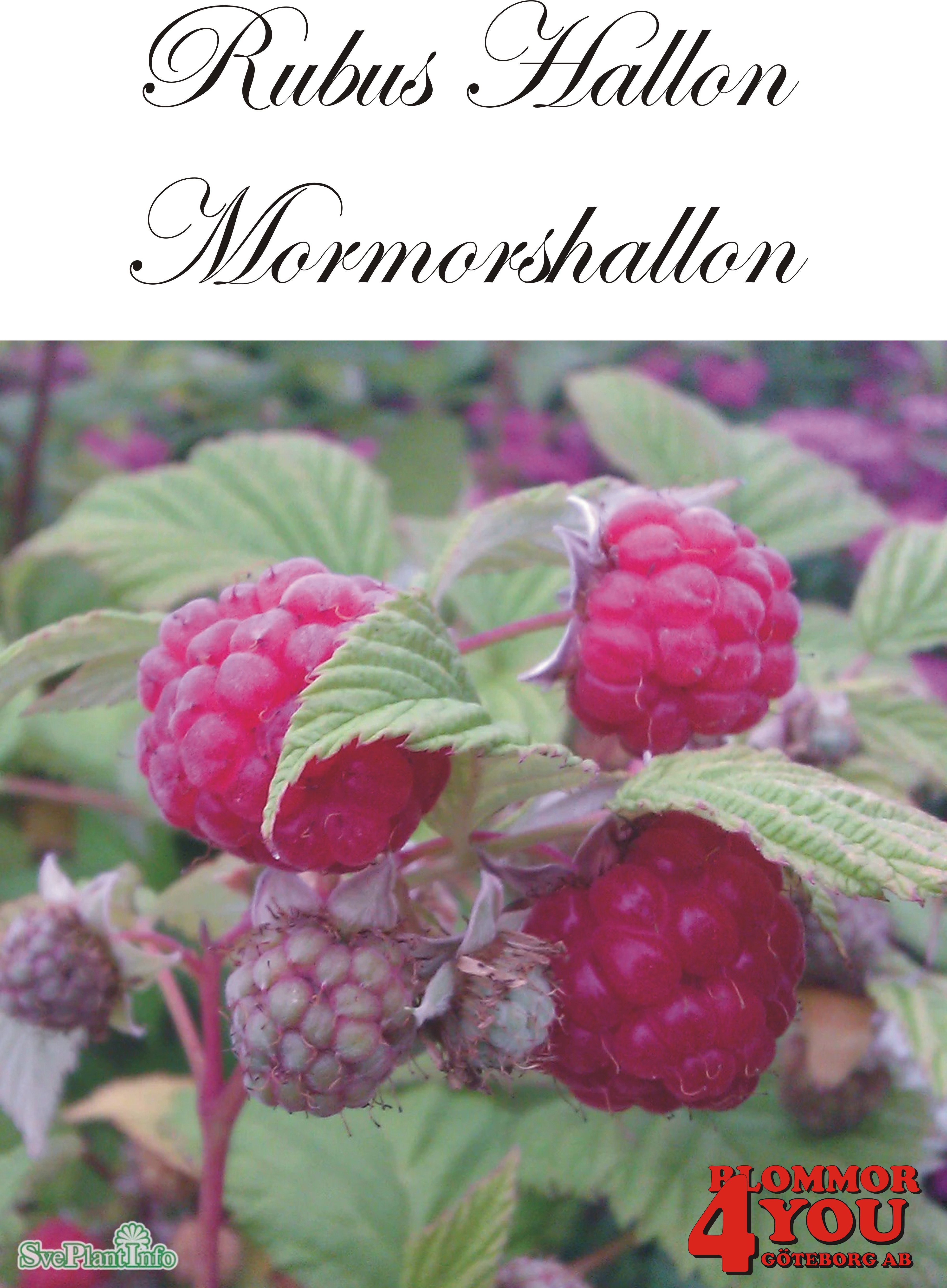 Trädgårdshallon Rubus MORMORSHALLON   (cert) A-kv C2