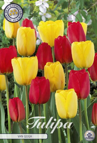 81160   VAN GOGH       GARDENMIX TULPAN